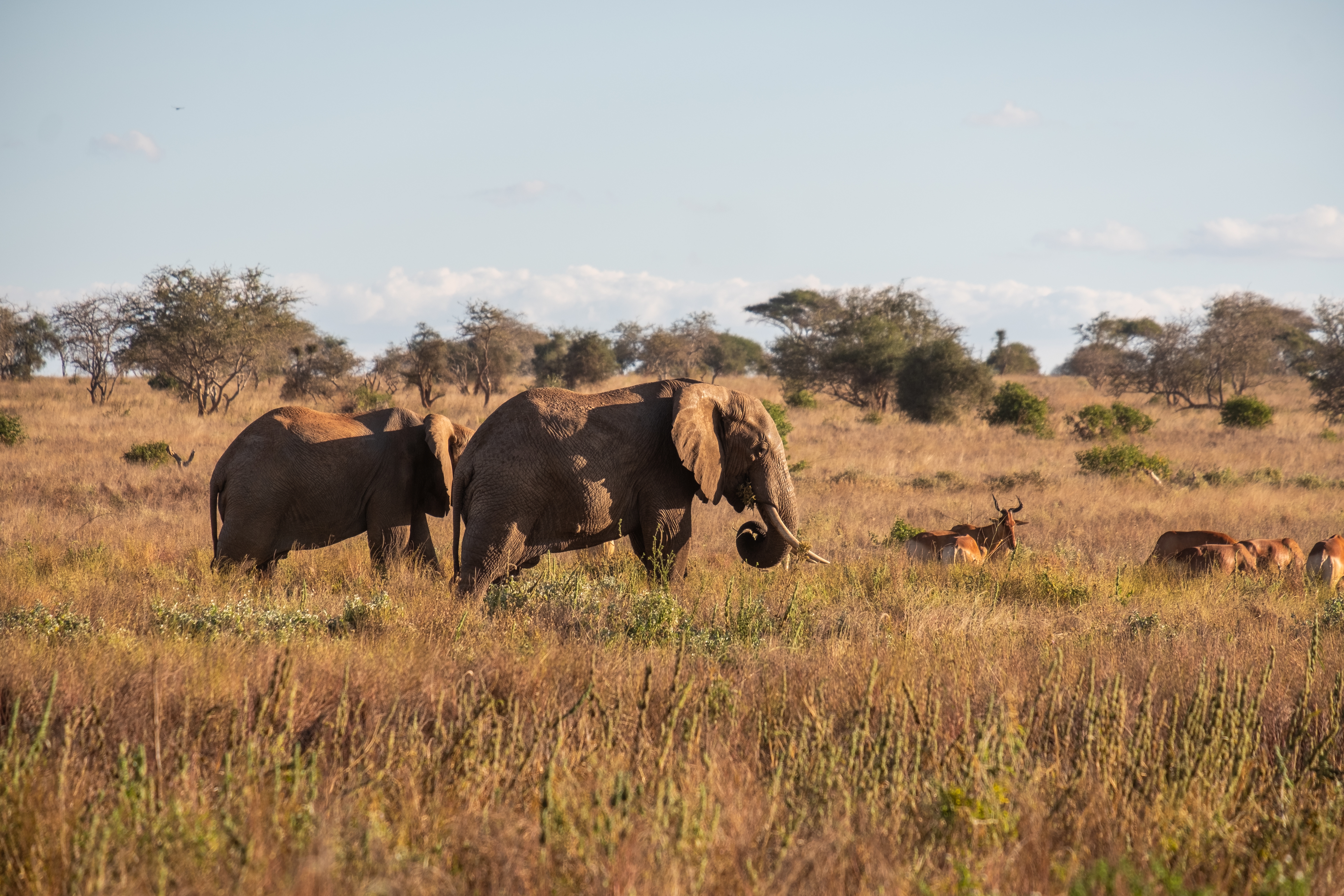 10 Days Kenyan Coast & Bush Experience